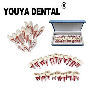 32 шт./компл. Эндодонтическая модель зубов, модель корневого канала, модель зуба для зубного техника, модель для тренировки эндодонтического пломбирования