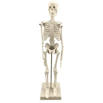 45 см Модель человеческого скелета, анатомическая модель, Медицинское обучение, Обучающий ужас, украшение для вечеринки на Хэллоуин, скелет