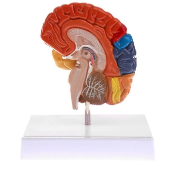 Анатомическая модель головного мозга, анатомия 1: 1, Половинный Ствол головного мозга, Медицинское Обучение, Школьные лабораторные принадлежности